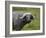 Cape Buffalo (African Buffalo) (Syncerus Caffer) Covered-James Hager-Framed Photographic Print