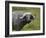 Cape Buffalo (African Buffalo) (Syncerus Caffer) Covered-James Hager-Framed Photographic Print