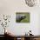 Cape Buffalo (African Buffalo) (Syncerus Caffer) Covered-James Hager-Photographic Print displayed on a wall