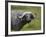 Cape Buffalo (African Buffalo) (Syncerus Caffer) Covered-James Hager-Framed Photographic Print