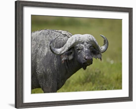 Cape Buffalo (African Buffalo) (Syncerus Caffer) Covered-James Hager-Framed Photographic Print