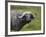 Cape Buffalo (African Buffalo) (Syncerus Caffer) Covered-James Hager-Framed Photographic Print