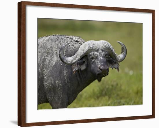 Cape Buffalo (African Buffalo) (Syncerus Caffer) Covered-James Hager-Framed Photographic Print