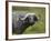 Cape Buffalo (African Buffalo) (Syncerus Caffer) Covered-James Hager-Framed Photographic Print