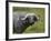 Cape Buffalo (African Buffalo) (Syncerus Caffer) Covered-James Hager-Framed Photographic Print