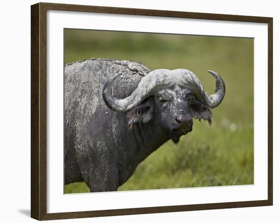 Cape Buffalo (African Buffalo) (Syncerus Caffer) Covered-James Hager-Framed Photographic Print