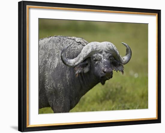 Cape Buffalo (African Buffalo) (Syncerus Caffer) Covered-James Hager-Framed Photographic Print