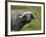 Cape Buffalo (African Buffalo) (Syncerus Caffer) Covered-James Hager-Framed Photographic Print