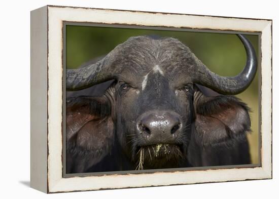 Cape Buffalo (African Buffalo) (Syncerus Caffer), Kruger National Park, South Africa, Africa-James-Framed Premier Image Canvas