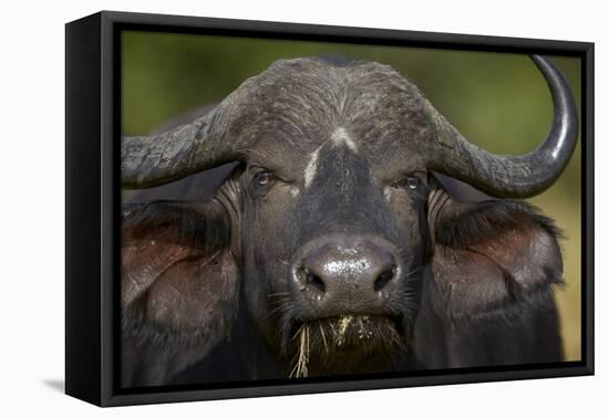 Cape Buffalo (African Buffalo) (Syncerus Caffer), Kruger National Park, South Africa, Africa-James-Framed Premier Image Canvas