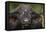 Cape Buffalo (African Buffalo) (Syncerus Caffer), Kruger National Park, South Africa, Africa-James-Framed Premier Image Canvas