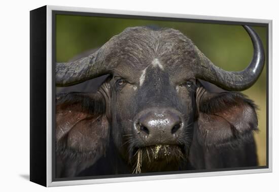 Cape Buffalo (African Buffalo) (Syncerus Caffer), Kruger National Park, South Africa, Africa-James-Framed Premier Image Canvas