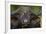 Cape Buffalo (African Buffalo) (Syncerus Caffer), Kruger National Park, South Africa, Africa-James-Framed Photographic Print