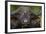 Cape Buffalo (African Buffalo) (Syncerus Caffer), Kruger National Park, South Africa, Africa-James-Framed Photographic Print