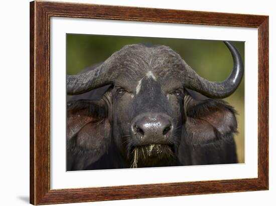 Cape Buffalo (African Buffalo) (Syncerus Caffer), Kruger National Park, South Africa, Africa-James-Framed Photographic Print