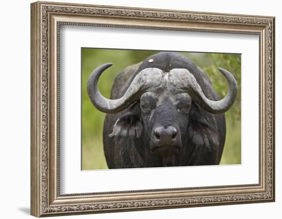 Cape Buffalo (African Buffalo) (Syncerus Caffer), Kruger National Park, South Africa, Africa-James-Framed Photographic Print