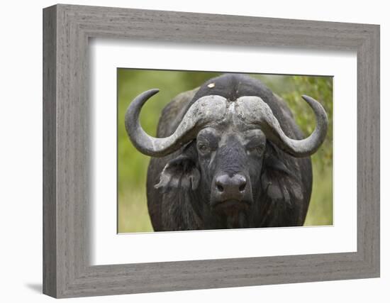 Cape Buffalo (African Buffalo) (Syncerus Caffer), Kruger National Park, South Africa, Africa-James-Framed Photographic Print