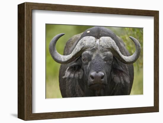 Cape Buffalo (African Buffalo) (Syncerus Caffer), Kruger National Park, South Africa, Africa-James-Framed Photographic Print