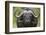 Cape Buffalo (African Buffalo) (Syncerus Caffer), Kruger National Park, South Africa, Africa-James-Framed Photographic Print