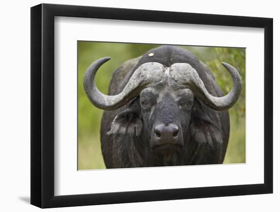 Cape Buffalo (African Buffalo) (Syncerus Caffer), Kruger National Park, South Africa, Africa-James-Framed Photographic Print