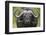 Cape Buffalo (African Buffalo) (Syncerus Caffer), Kruger National Park, South Africa, Africa-James-Framed Photographic Print