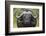 Cape Buffalo (African Buffalo) (Syncerus Caffer), Kruger National Park, South Africa, Africa-James-Framed Photographic Print