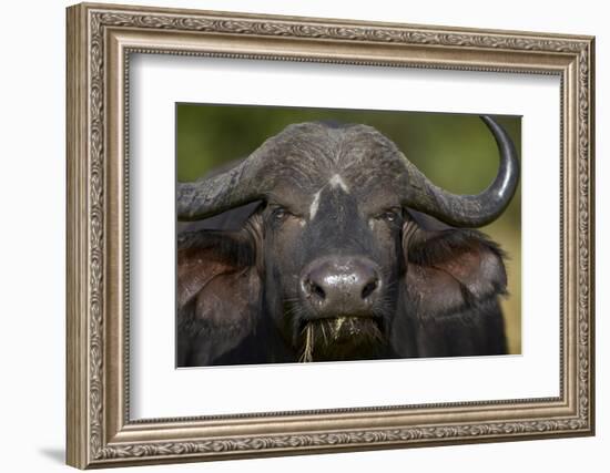 Cape Buffalo (African Buffalo) (Syncerus Caffer), Kruger National Park, South Africa, Africa-James-Framed Photographic Print