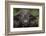 Cape Buffalo (African Buffalo) (Syncerus Caffer), Kruger National Park, South Africa, Africa-James-Framed Photographic Print