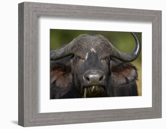 Cape Buffalo (African Buffalo) (Syncerus Caffer), Kruger National Park, South Africa, Africa-James-Framed Photographic Print