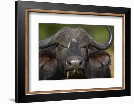 Cape Buffalo (African Buffalo) (Syncerus Caffer), Kruger National Park, South Africa, Africa-James-Framed Photographic Print