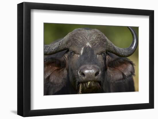 Cape Buffalo (African Buffalo) (Syncerus Caffer), Kruger National Park, South Africa, Africa-James-Framed Photographic Print