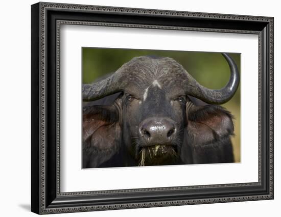 Cape Buffalo (African Buffalo) (Syncerus Caffer), Kruger National Park, South Africa, Africa-James-Framed Photographic Print