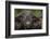 Cape Buffalo (African Buffalo) (Syncerus Caffer), Kruger National Park, South Africa, Africa-James-Framed Photographic Print