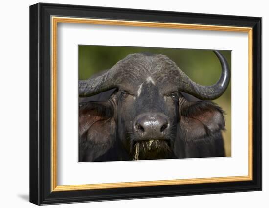 Cape Buffalo (African Buffalo) (Syncerus Caffer), Kruger National Park, South Africa, Africa-James-Framed Photographic Print