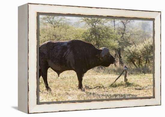 Cape Buffalo and Lilac Breasted Roller-Michele Westmorland-Framed Premier Image Canvas