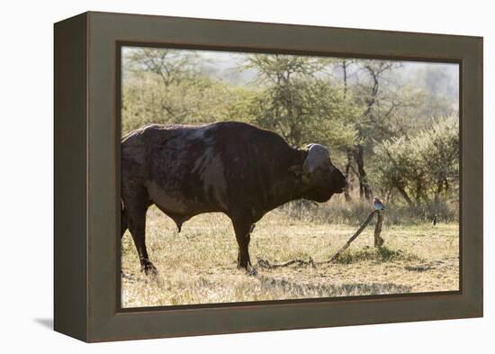 Cape Buffalo and Lilac Breasted Roller-Michele Westmorland-Framed Premier Image Canvas