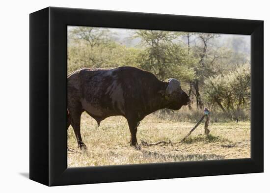 Cape Buffalo and Lilac Breasted Roller-Michele Westmorland-Framed Premier Image Canvas