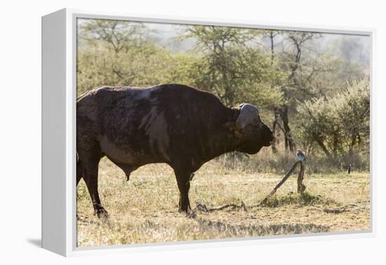 Cape Buffalo and Lilac Breasted Roller-Michele Westmorland-Framed Premier Image Canvas