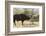 Cape Buffalo and Lilac Breasted Roller-Michele Westmorland-Framed Photographic Print