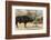 Cape Buffalo and Lilac Breasted Roller-Michele Westmorland-Framed Photographic Print