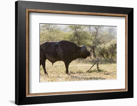 Cape Buffalo and Lilac Breasted Roller-Michele Westmorland-Framed Photographic Print