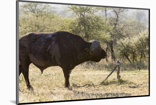 Cape Buffalo and Lilac Breasted Roller-Michele Westmorland-Mounted Photographic Print