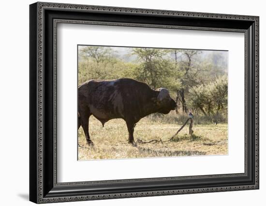 Cape Buffalo and Lilac Breasted Roller-Michele Westmorland-Framed Photographic Print