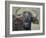 Cape Buffalo, Lake Nakuru National Park-James Hager-Framed Photographic Print