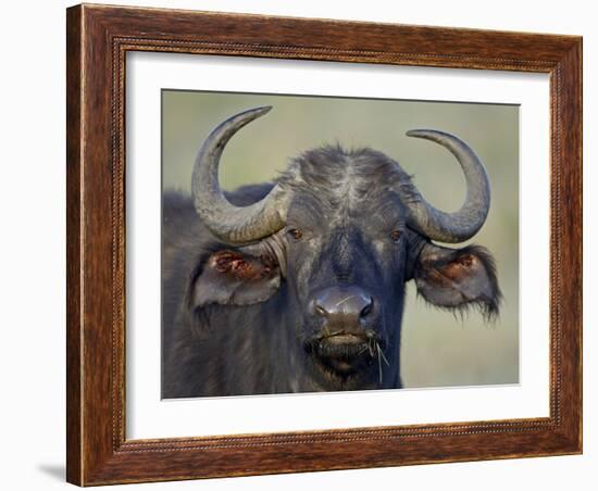 Cape Buffalo, Lake Nakuru National Park-James Hager-Framed Photographic Print