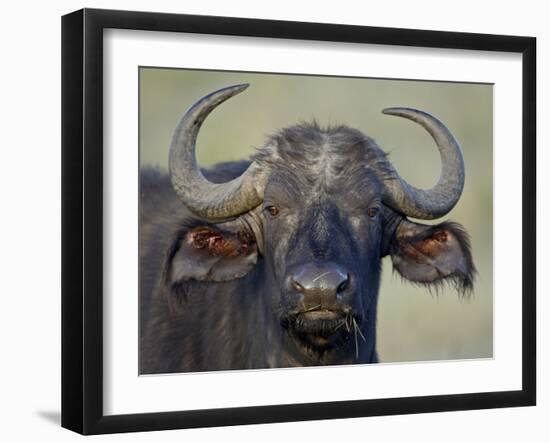 Cape Buffalo, Lake Nakuru National Park-James Hager-Framed Photographic Print