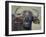 Cape Buffalo, Lake Nakuru National Park-James Hager-Framed Photographic Print