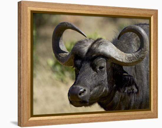 Cape Buffalo, Masai Mara National Reserve, Kenya, East Africa-James Hager-Framed Premier Image Canvas