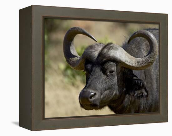 Cape Buffalo, Masai Mara National Reserve, Kenya, East Africa-James Hager-Framed Premier Image Canvas