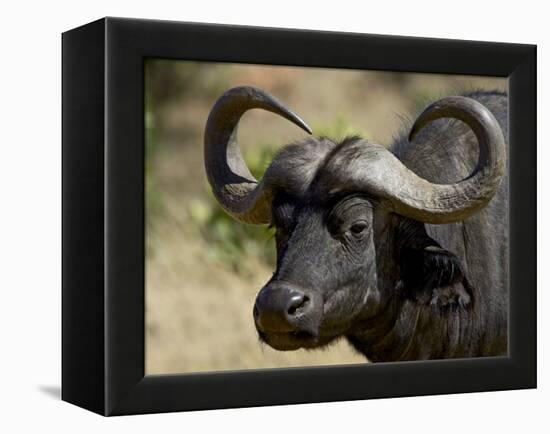 Cape Buffalo, Masai Mara National Reserve, Kenya, East Africa-James Hager-Framed Premier Image Canvas